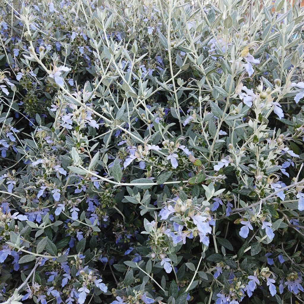 Teucrium fruticans - Tree Germander