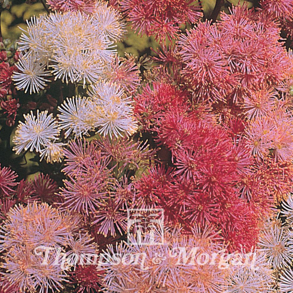Thalictrum New Hybrids Mixed