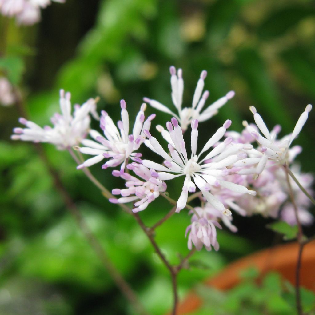 Thalictrum kiusianum - Meadow-rue