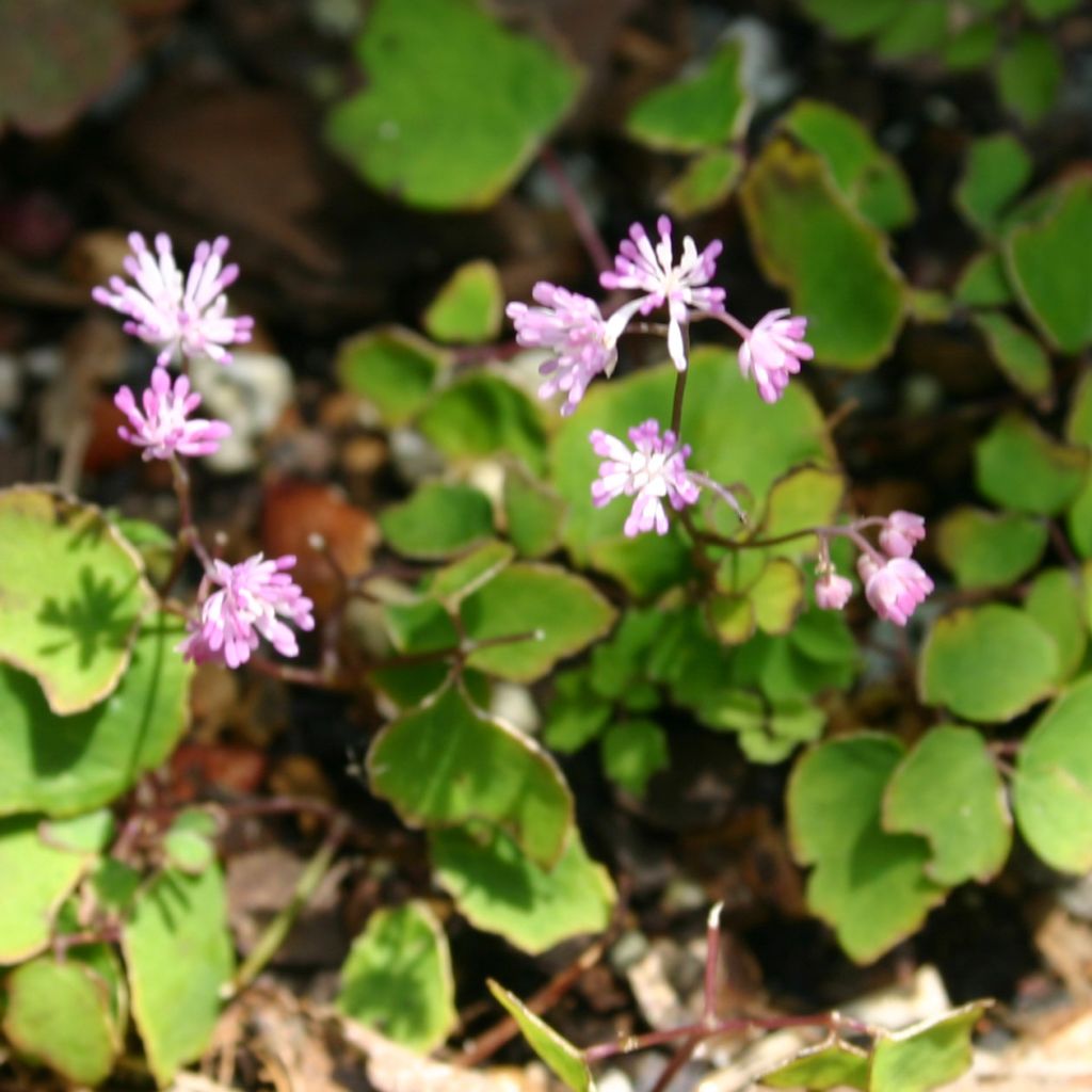 Thalictrum kiusianum - Meadow-rue
