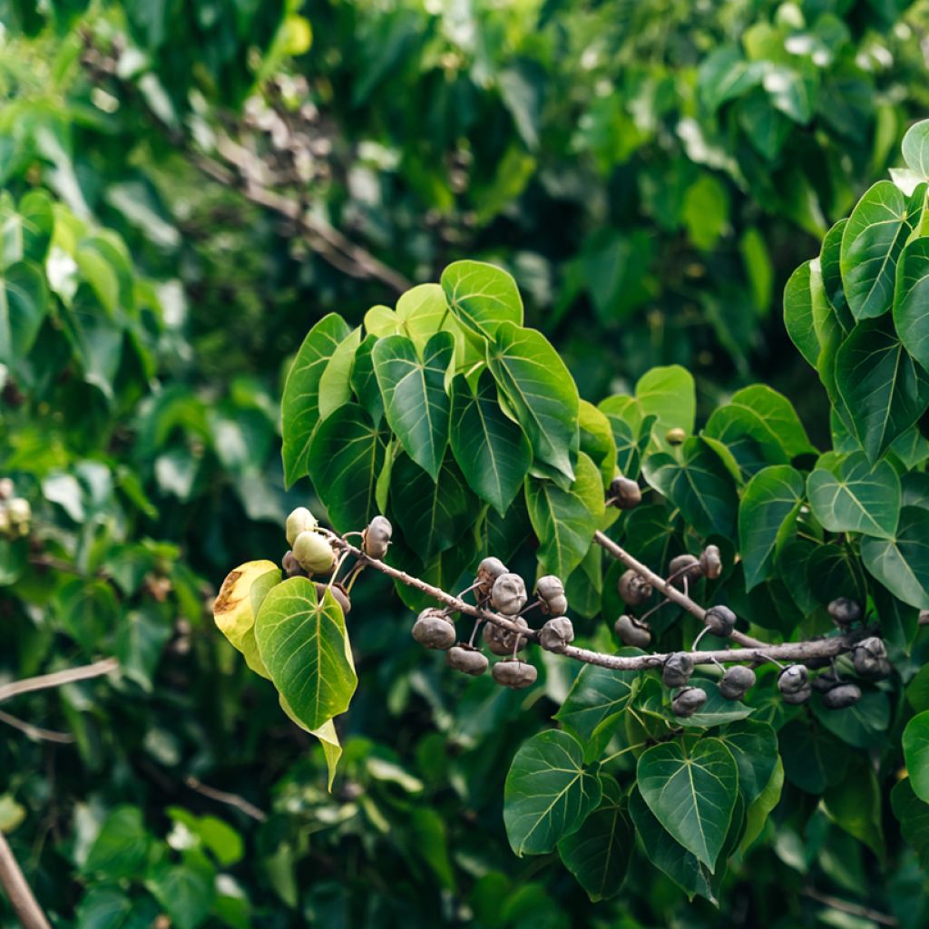 Thespesia populnea - Portia tree