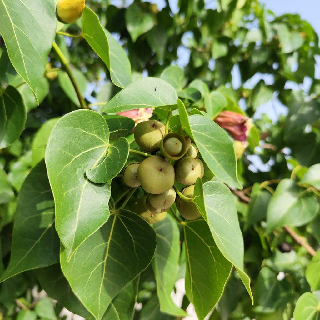 Thespesia populnea - Portia tree