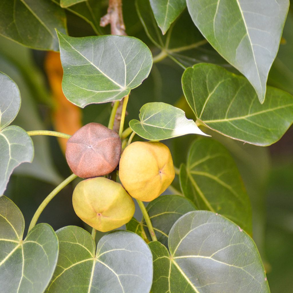 Thespesia populnea - Portia tree