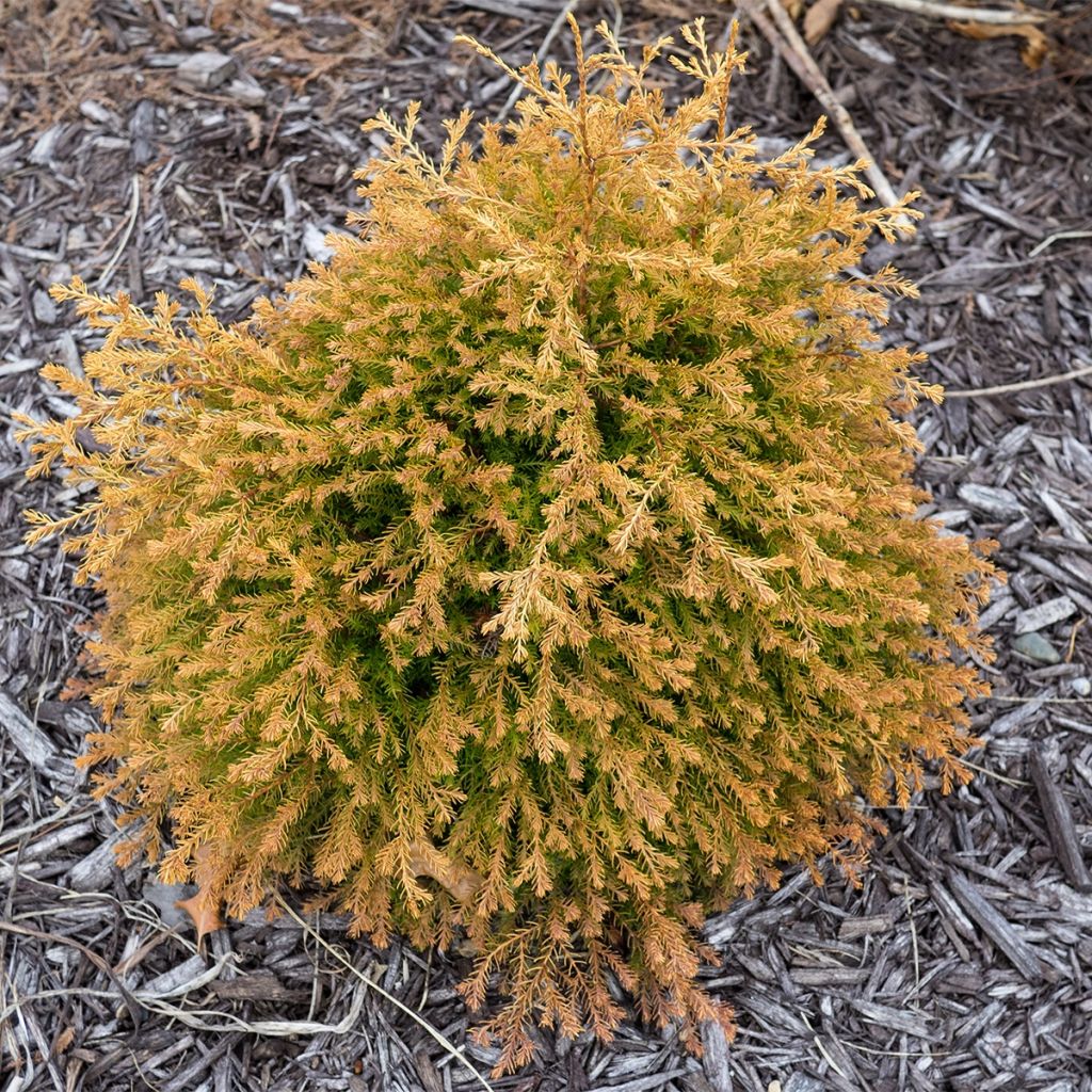 Thuja occidentalis Fire Chief - Canadian Arborvitae