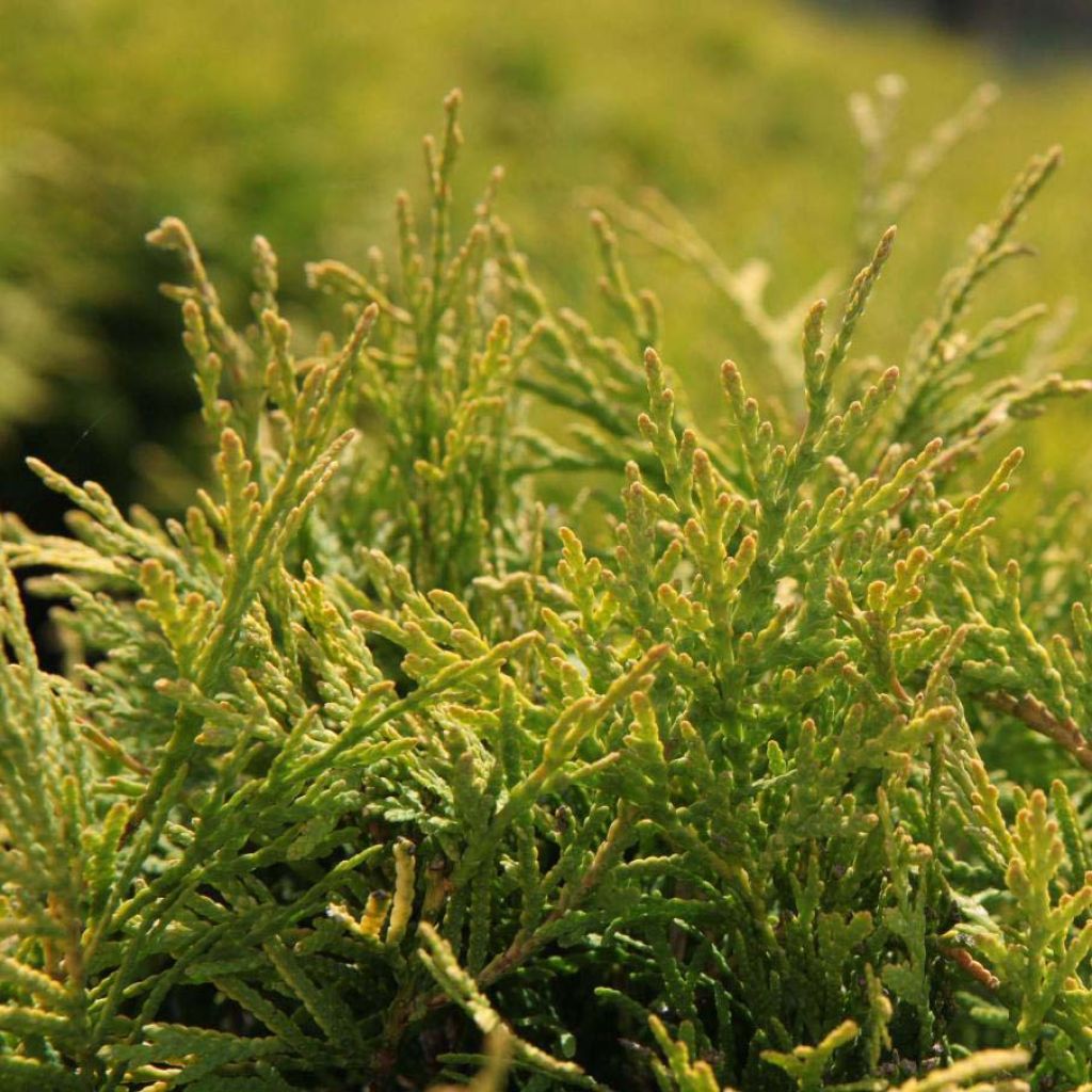 Thuja occidentalis Golden Globe - Canadian Arborvitae