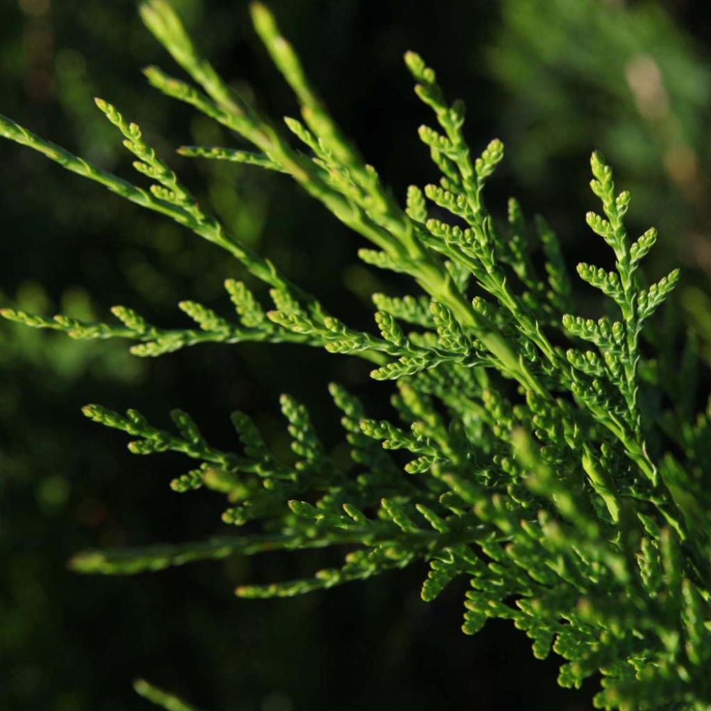 Thuja plicata Atrovirens - Western Red Cedar for hedging