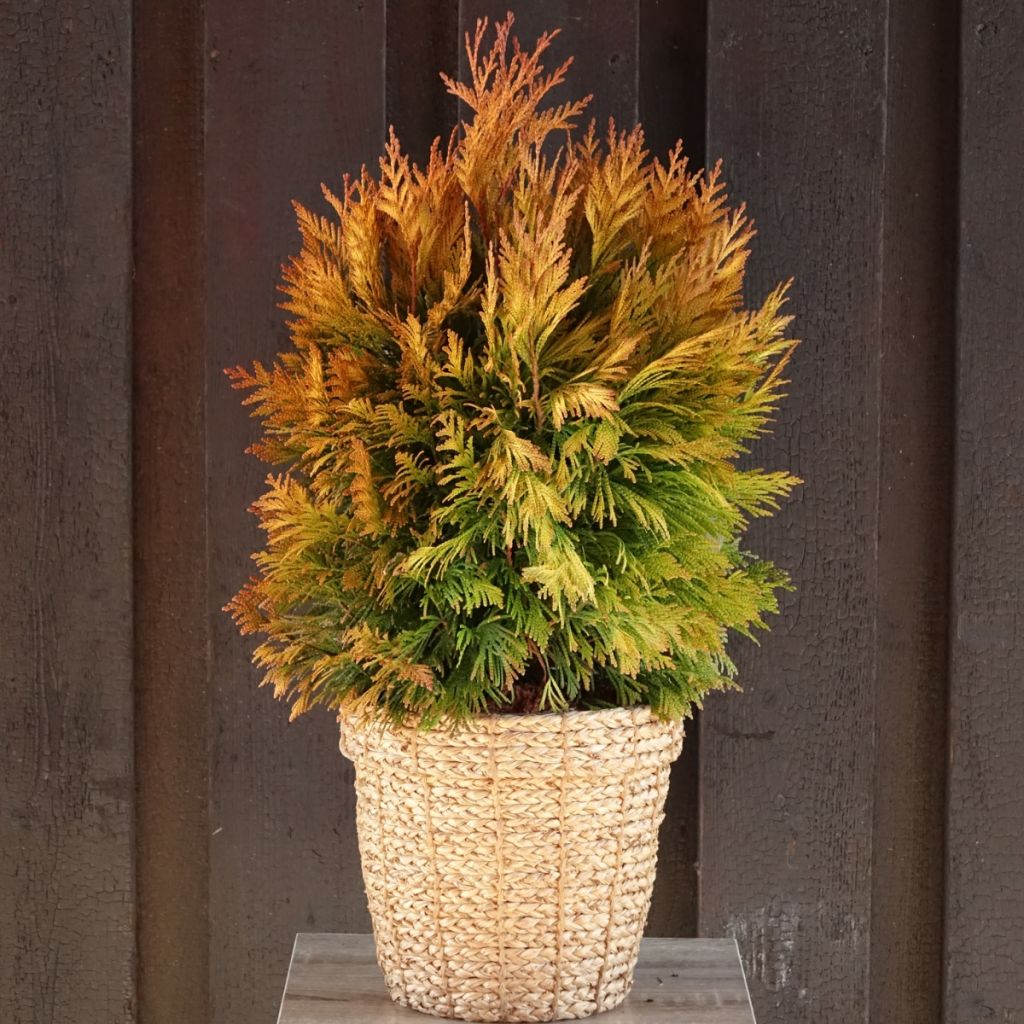 Thuja plicata Goldy - Western Red Cedar