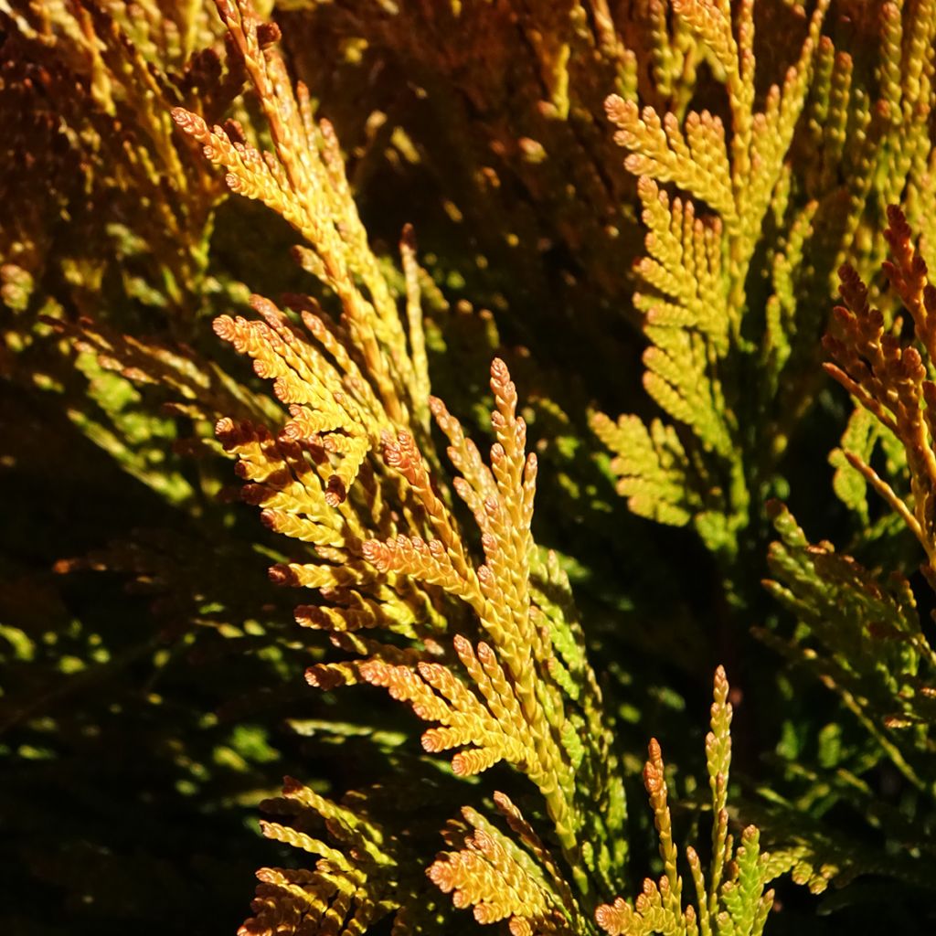Thuja plicata Goldy - Western Red Cedar
