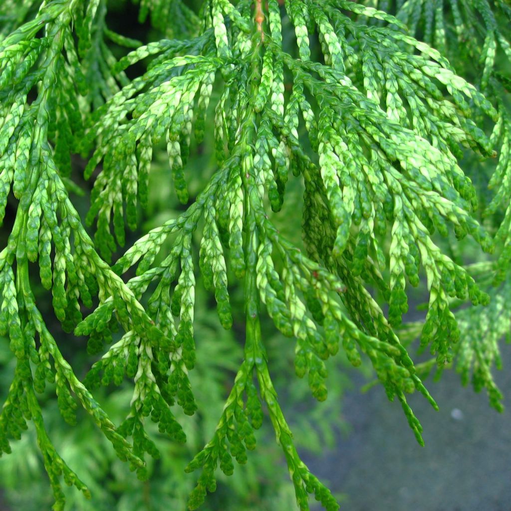 Thuja plicata Zebrina - Western Red Cedar