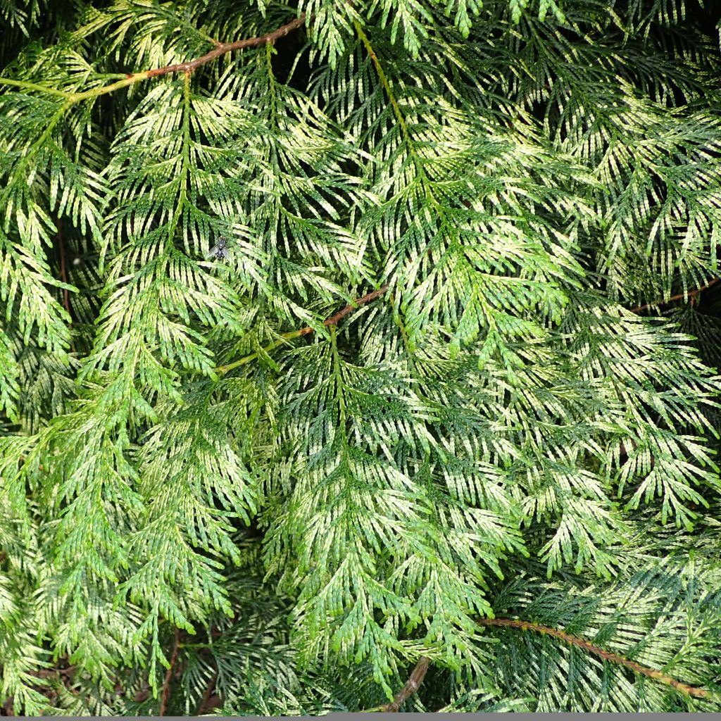 Thuja plicata Zebrina - Western Red Cedar