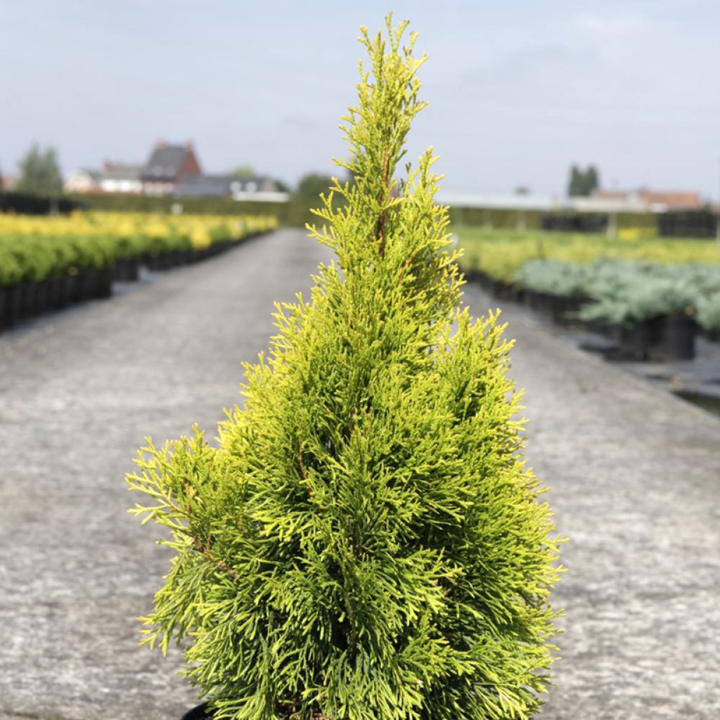 Thuja occidentalis Golden Smaragd
