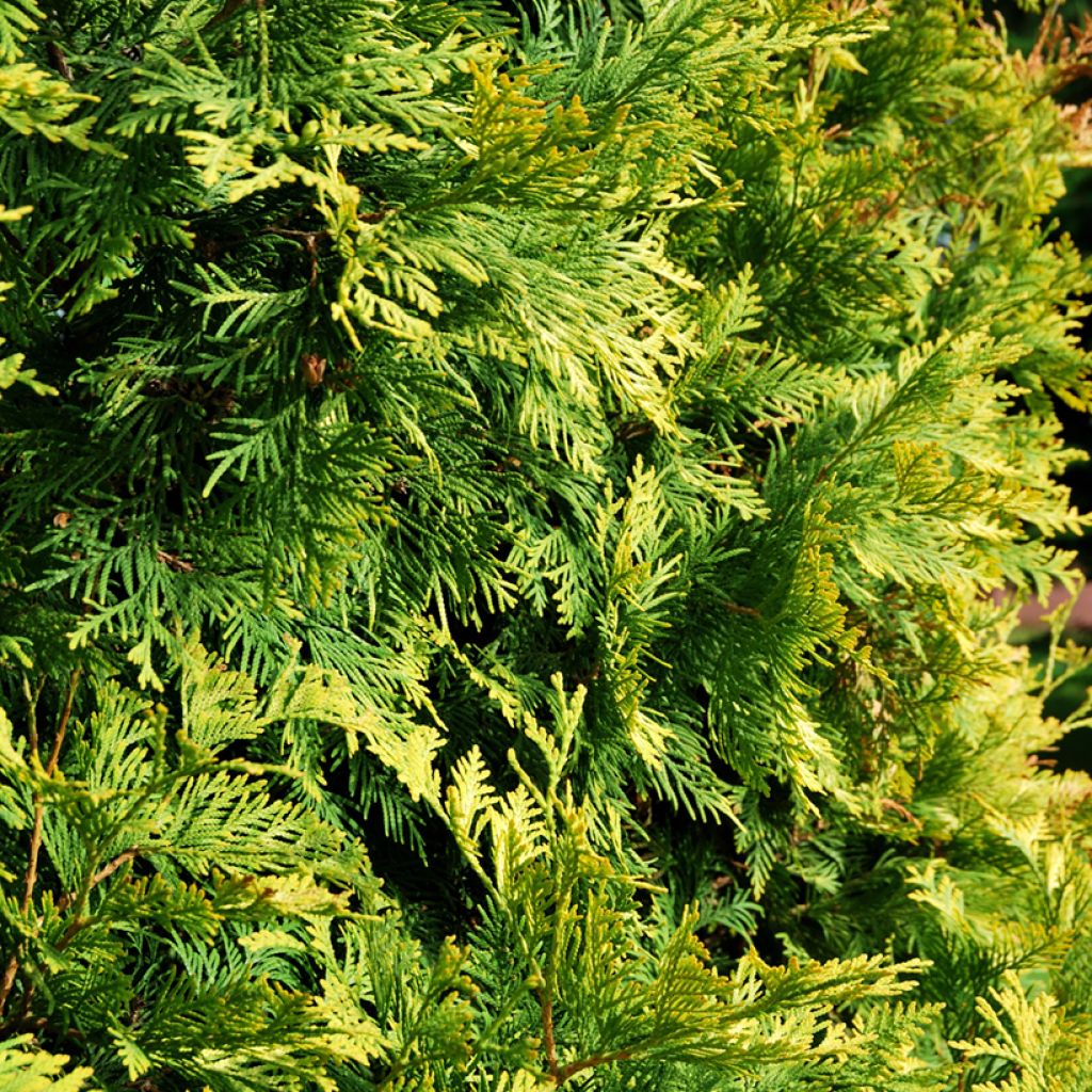 Thuja occidentalis Golden Smaragd