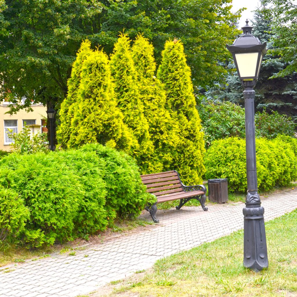 Thuja occidentalis Golden Smaragd