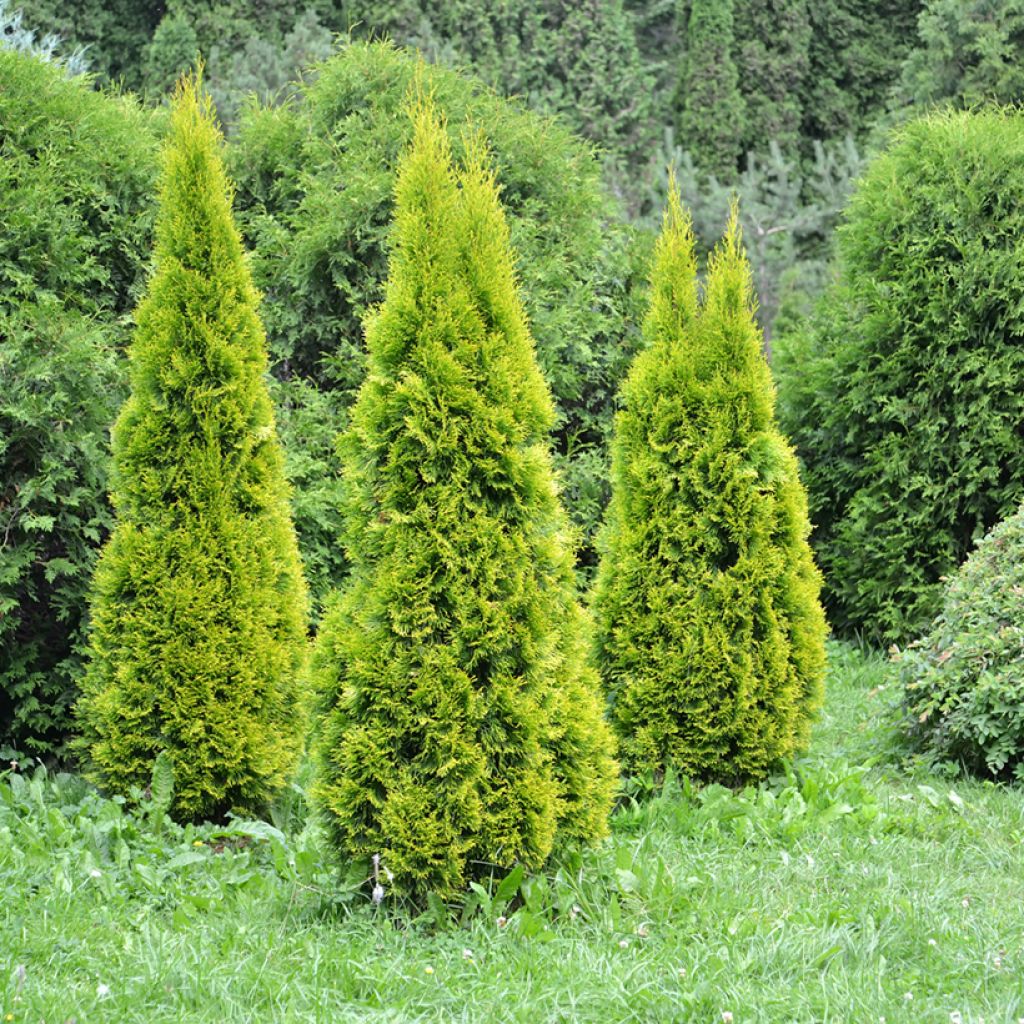 Thuja occidentalis Golden Smaragd