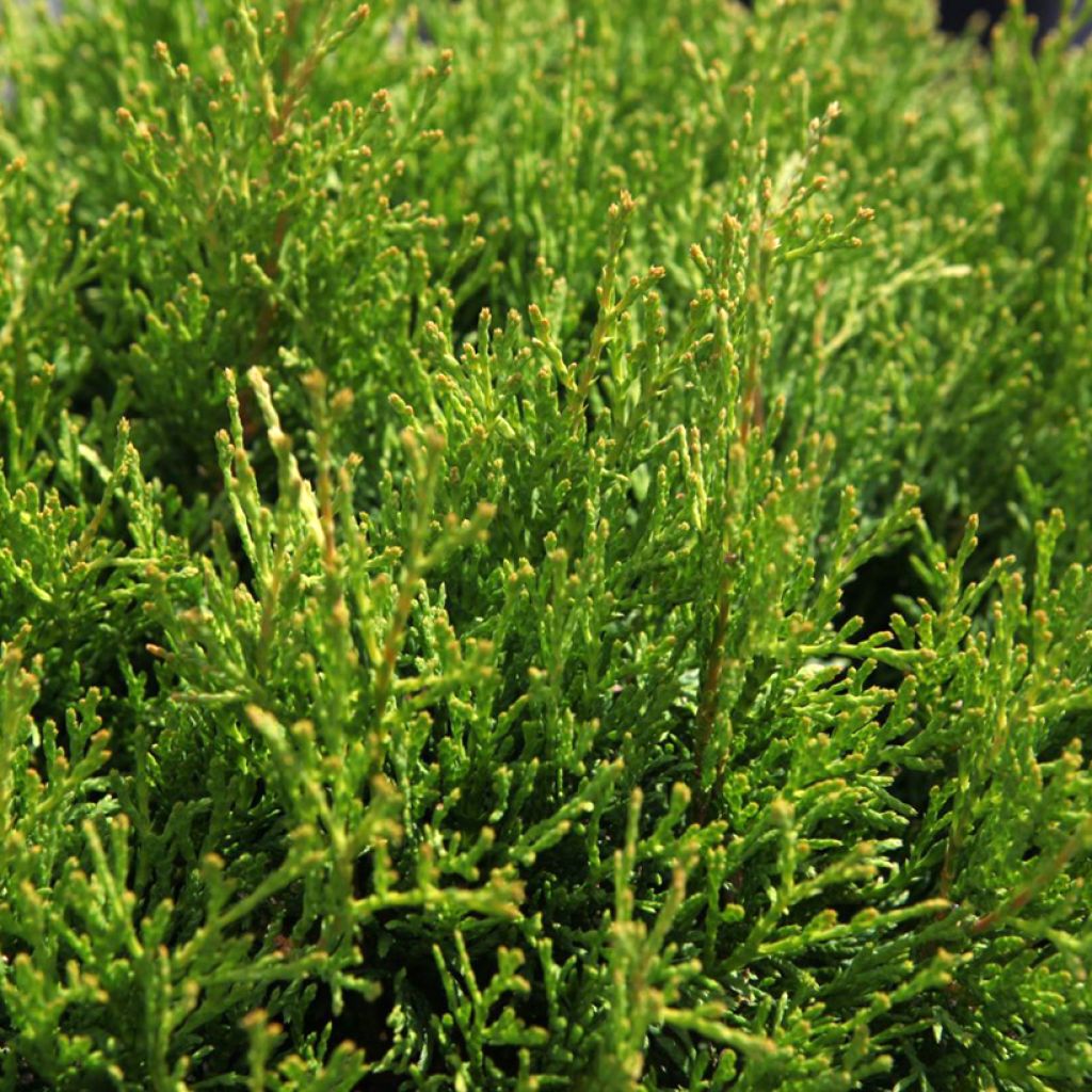 Thuja occidentalis Miky - Canadian Arborvitae