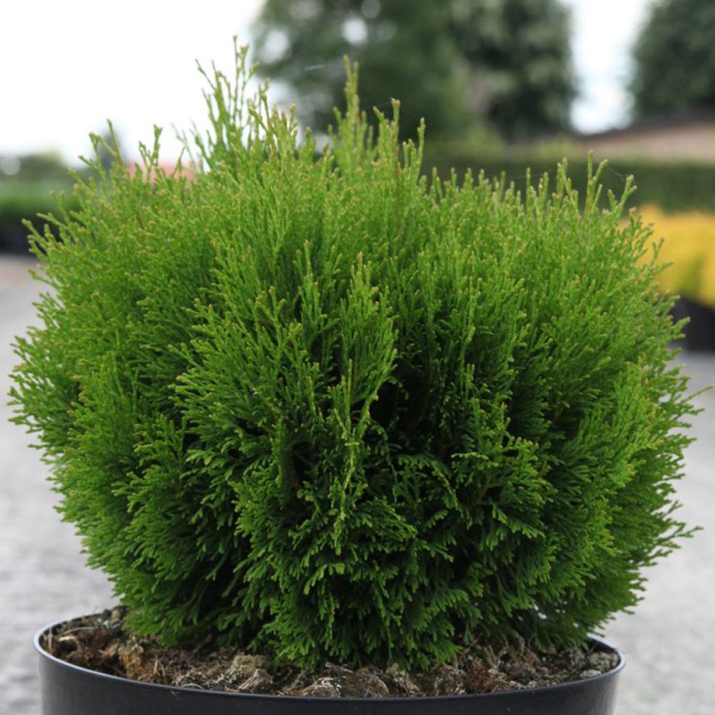 Thuja occidentalis Miky - Canadian Arborvitae