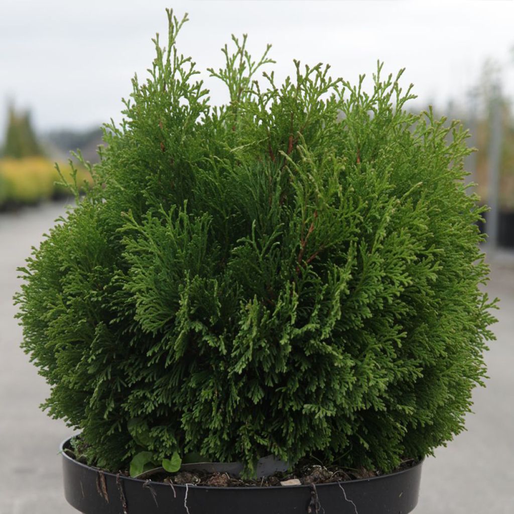 Thuja occidentalis Miky - Canadian Arborvitae