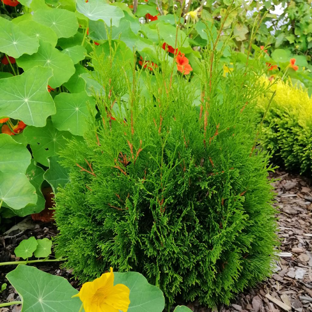 Thuja occidentalis Miky - Canadian Arborvitae