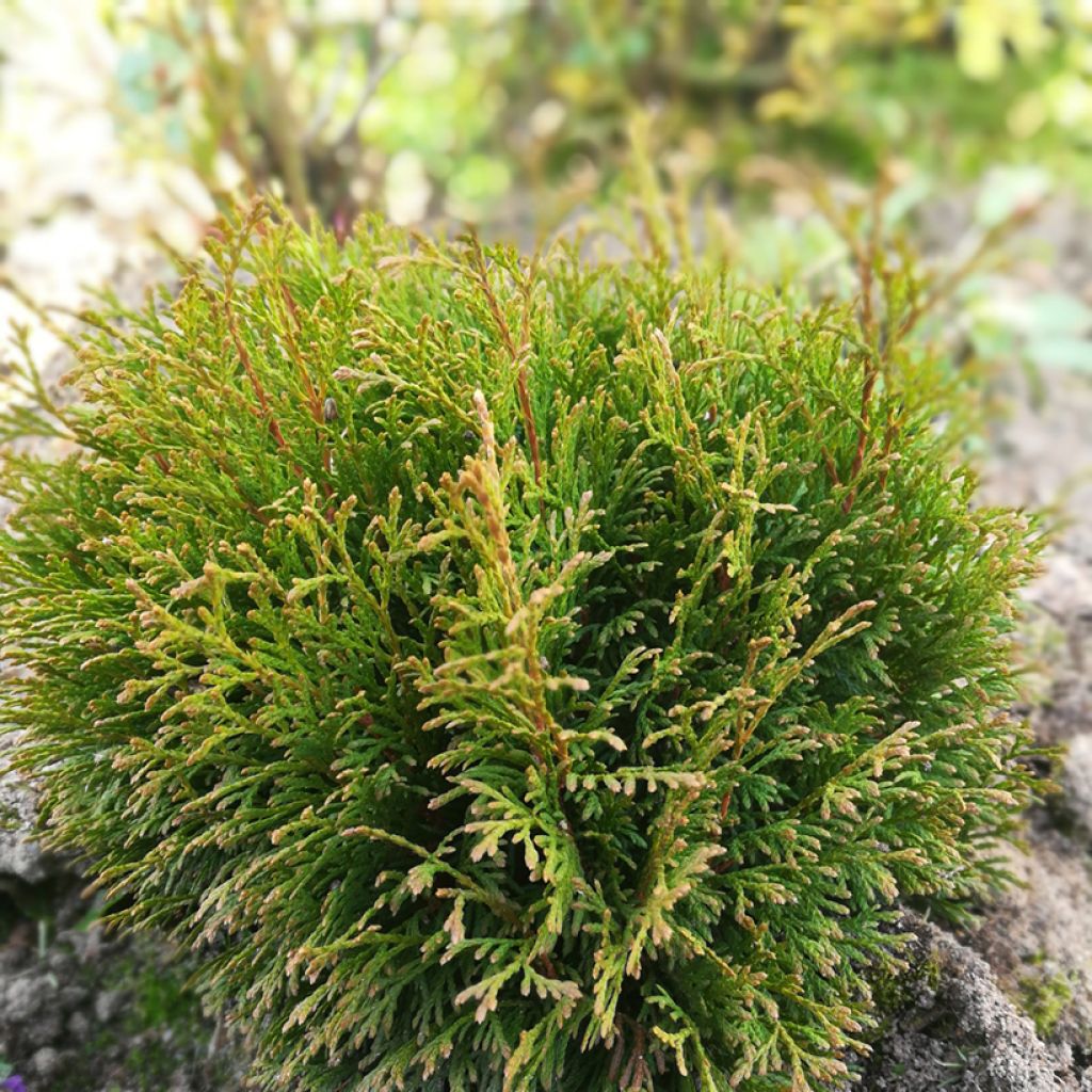 Thuja occidentalis Miky - Canadian Arborvitae