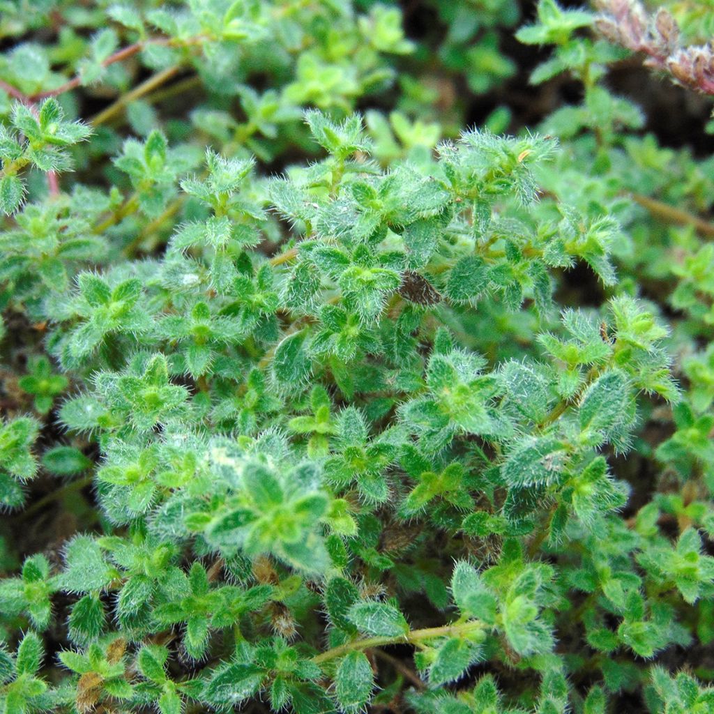 Thymus pseudolanuginosus - Thyme