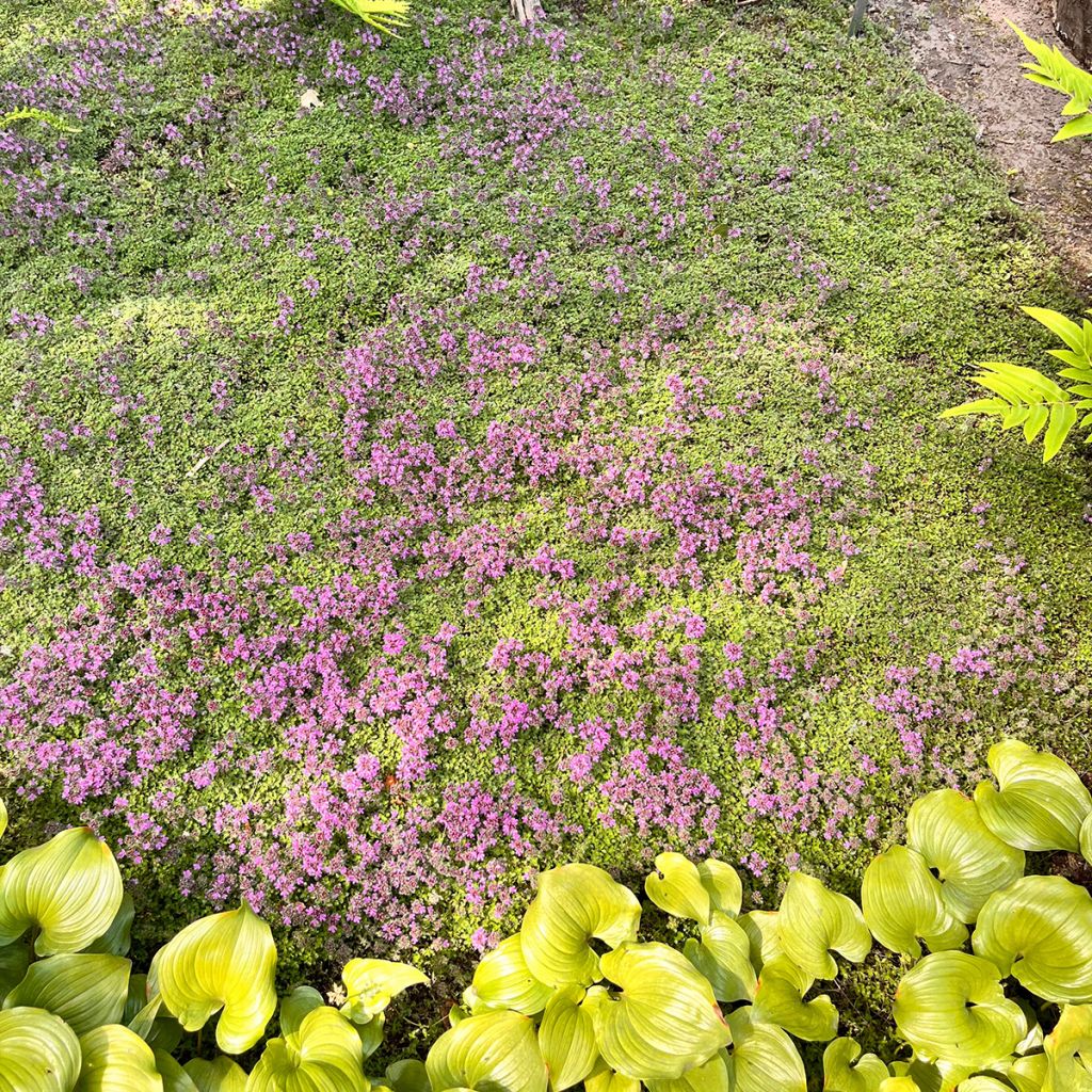 Thymus pseudolanuginosus - Thyme