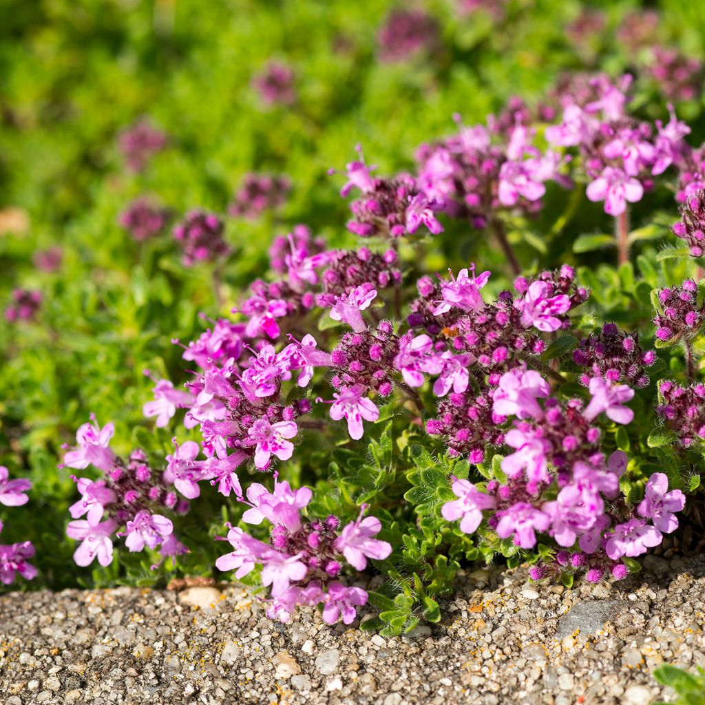 Thymus serpyllum Elfin - Thyme