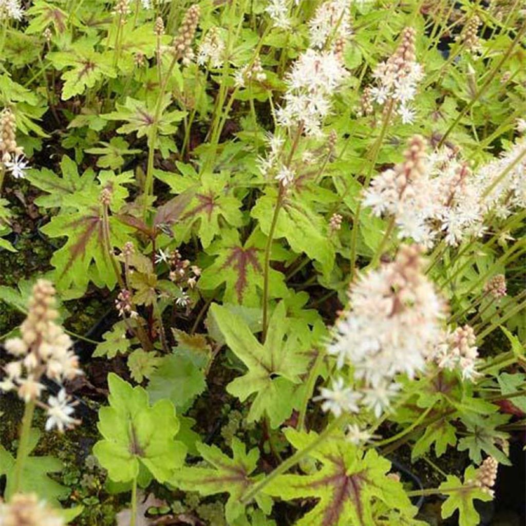 Tiarella cordifolia Mint Chocolate