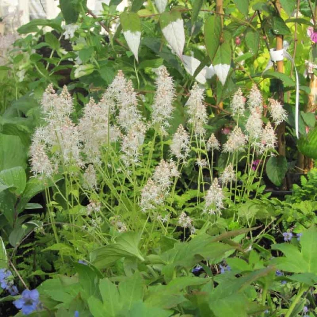 Tiarella cordifolia Moorgrun