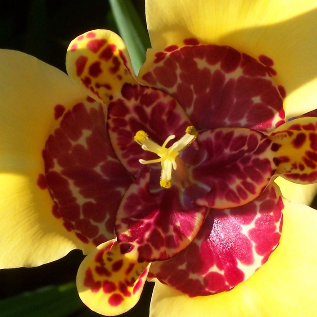 Tigridia pavonia Aurea