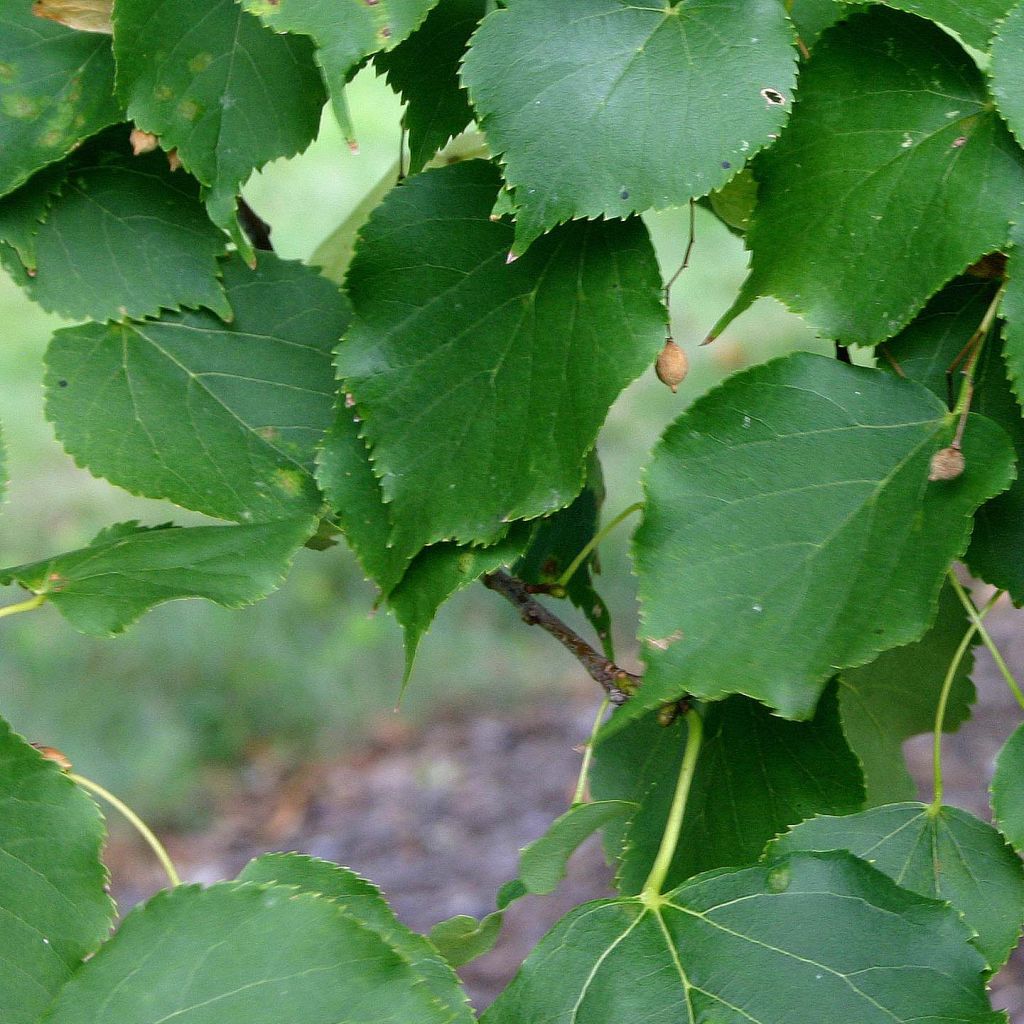 Tilia cordata Greenspire - Lime