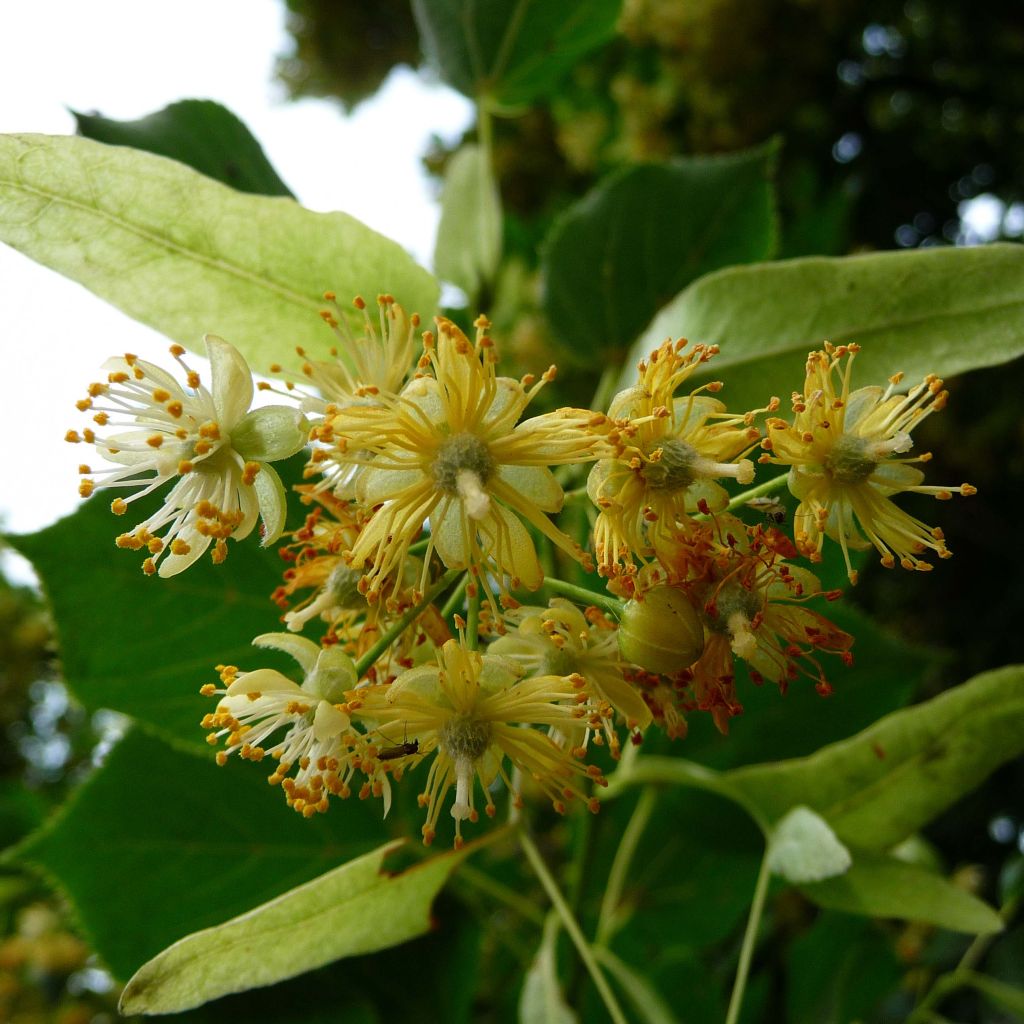 Tilia platyphyllos Rubra - Lime