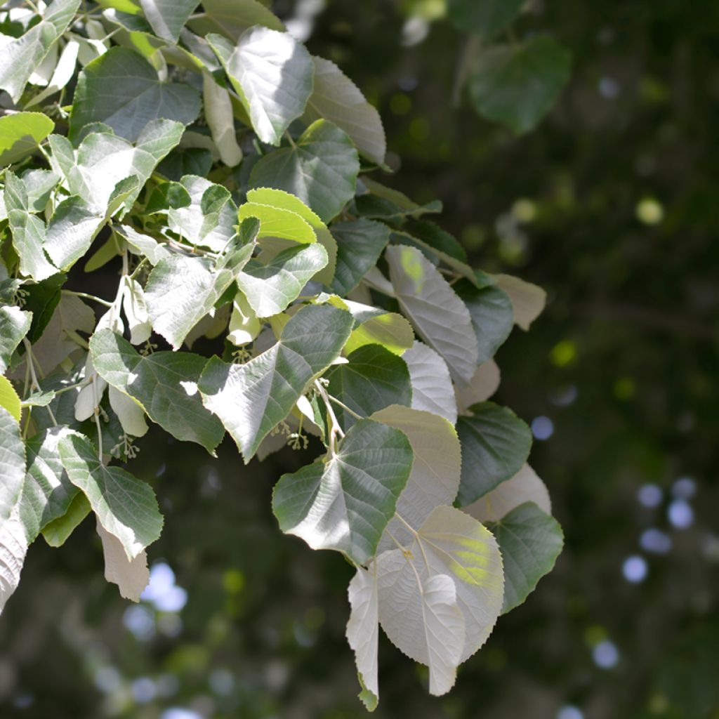 Tilia tomentosa - Silver lime