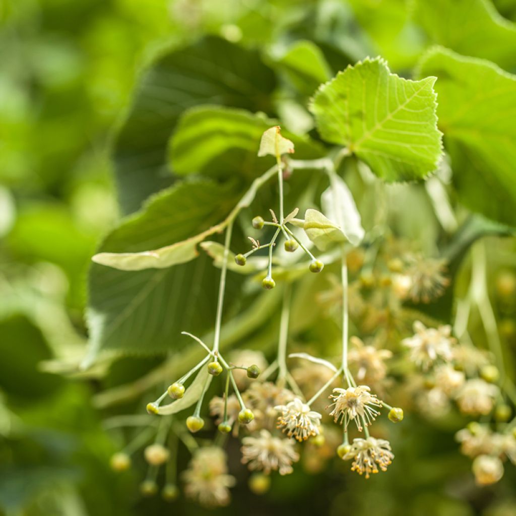 Tilia tomentosa - Silver lime