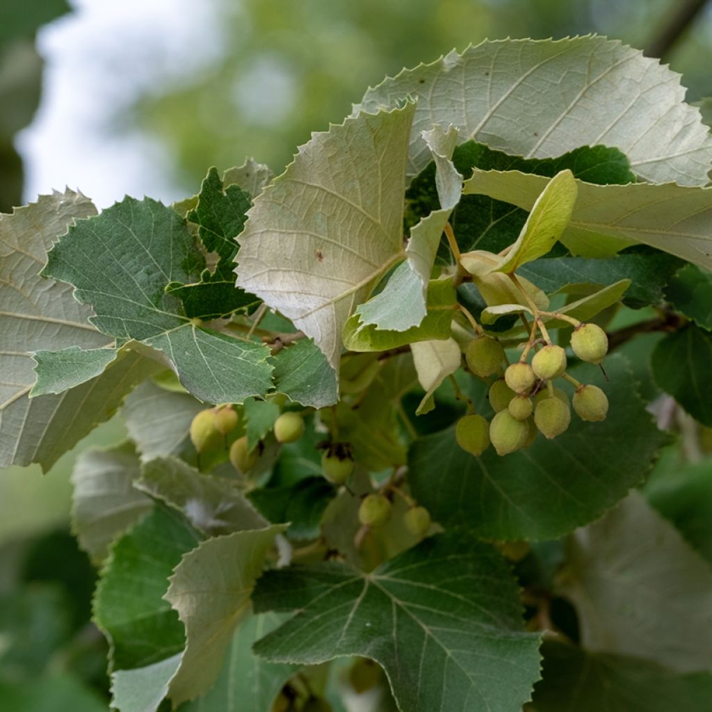 Tilia tomentosa - Silver lime