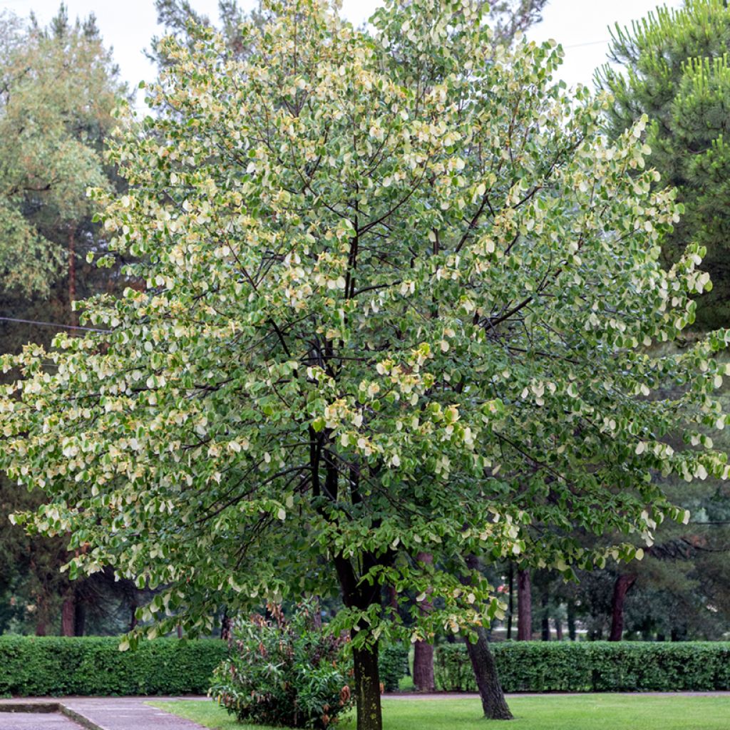 Tilia tomentosa - Silver lime