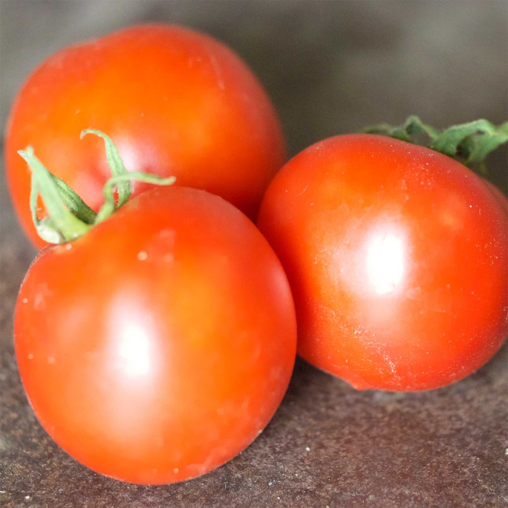Tomato Budaï Torpe - Ferme de Sainte Marthe seeds