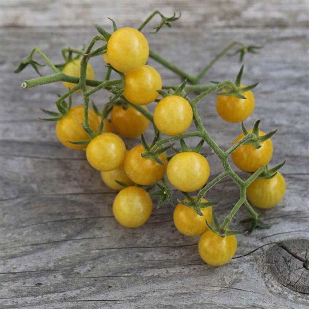 Champagne Untreated Cherry Tomato Seeds - Ferme de Sainte Marthe seeds