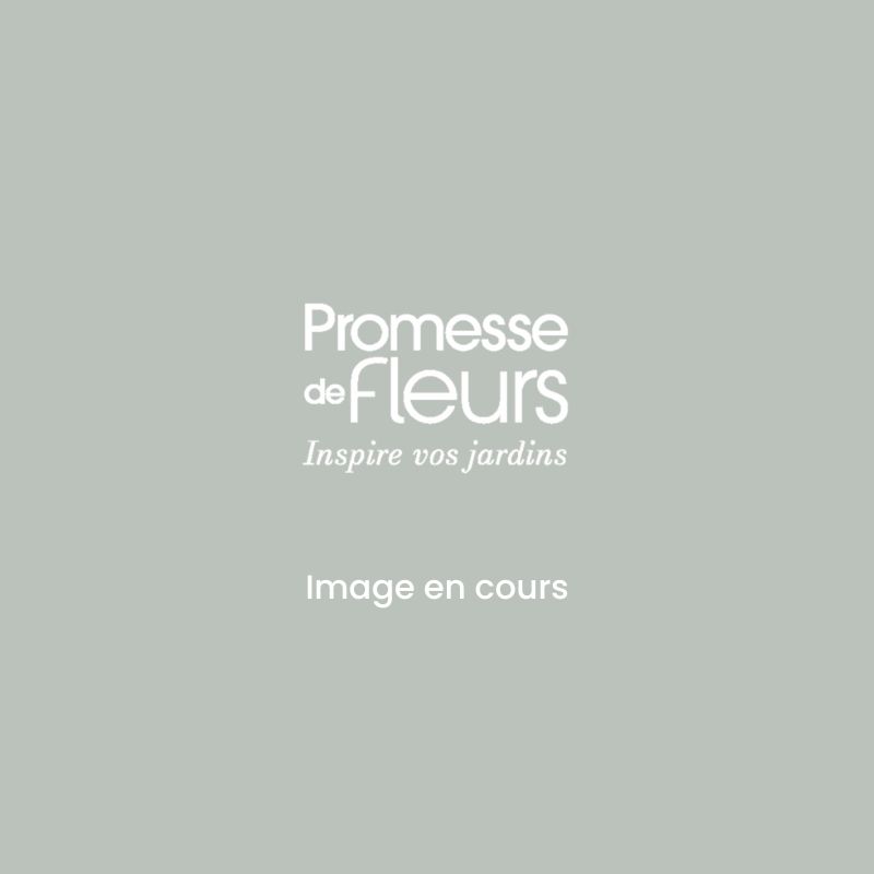 Gloire de Versailles Untreated Tomato - Ferme de Sainte Marthe seeds