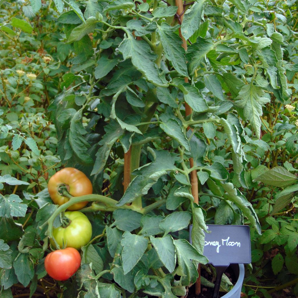 Tomato Honey Moon F1 Plants