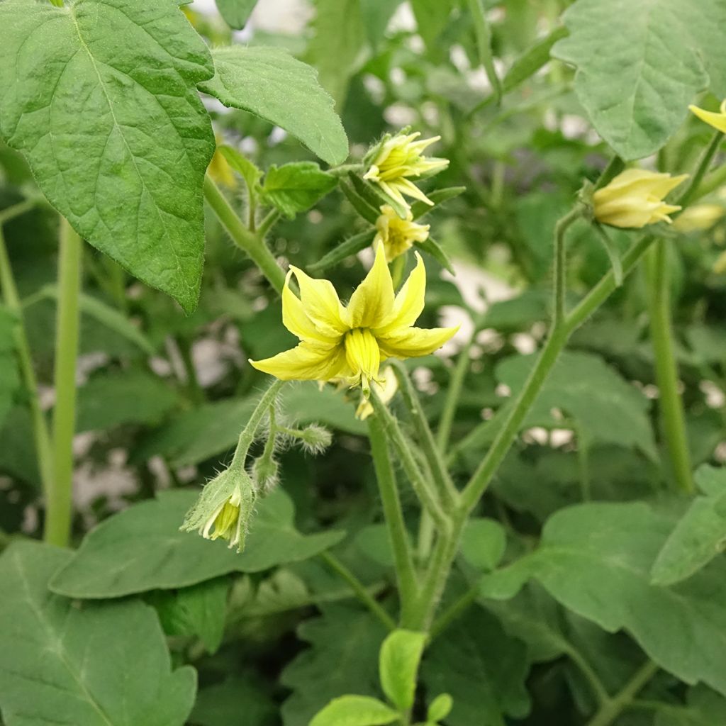 Tomato Black Crimean F1 Grafted  Plants
