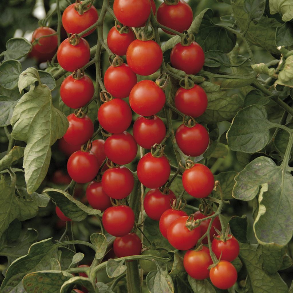 Tomato Supersweet 100 F1