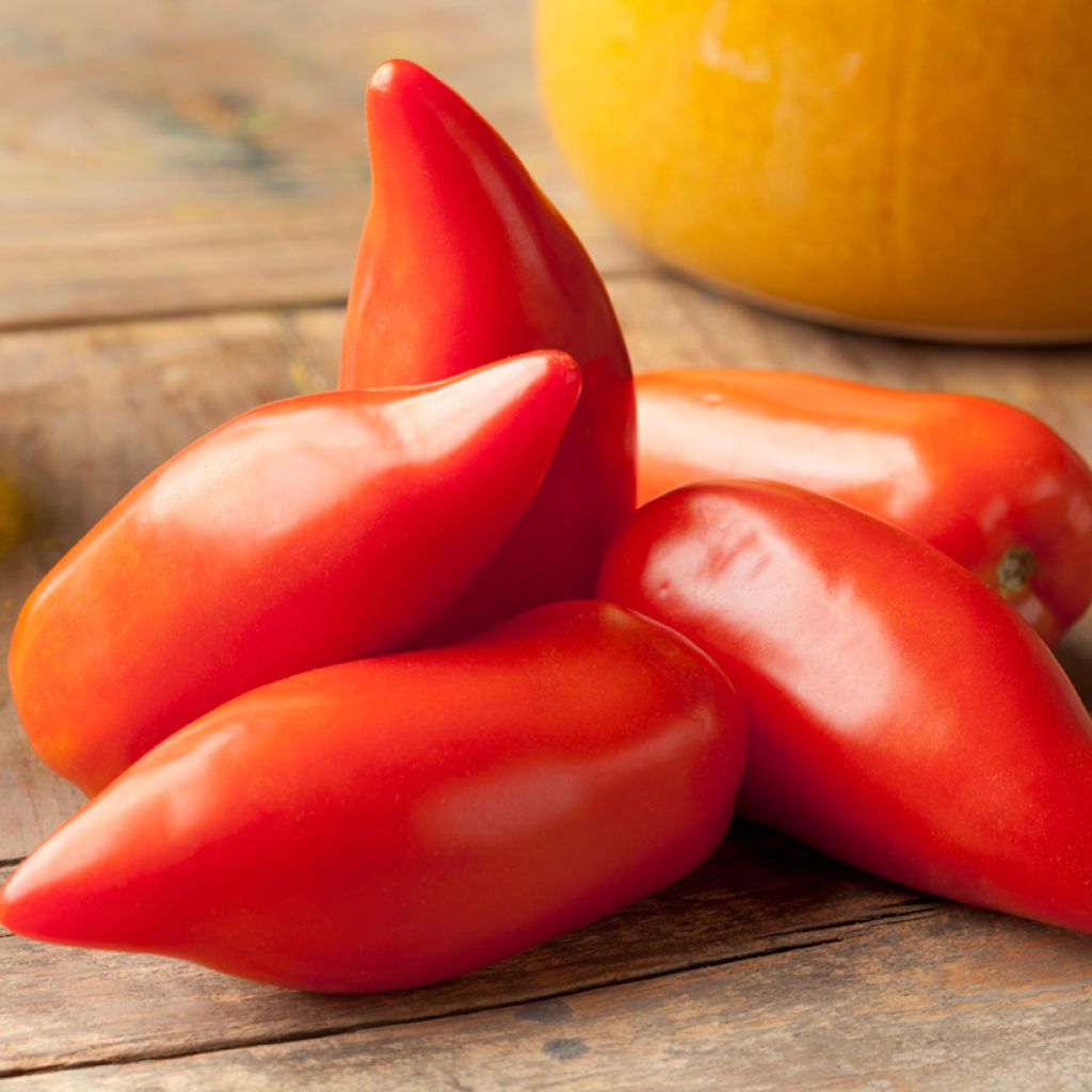 Tomato Cornue des Andes organic seeds