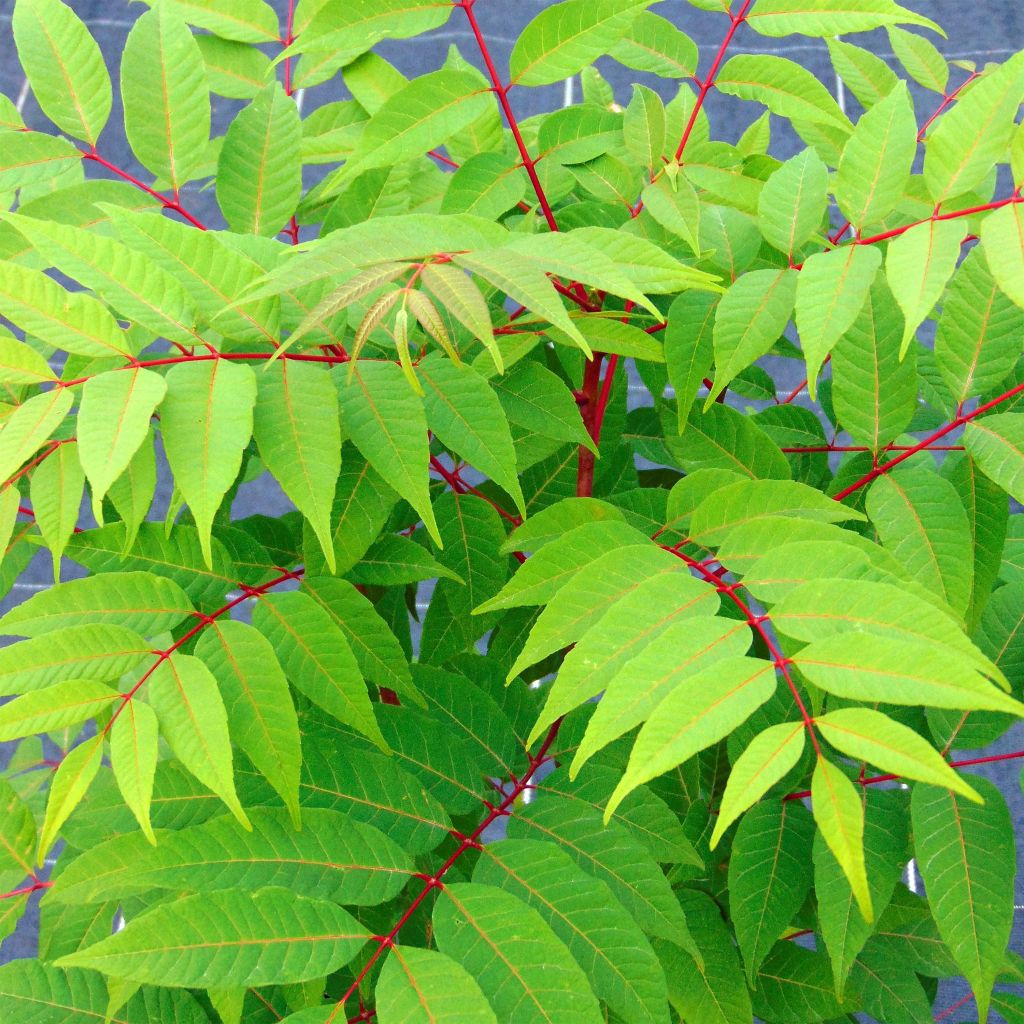 Toona sinensis Flamingo - Chinese Mahogany
