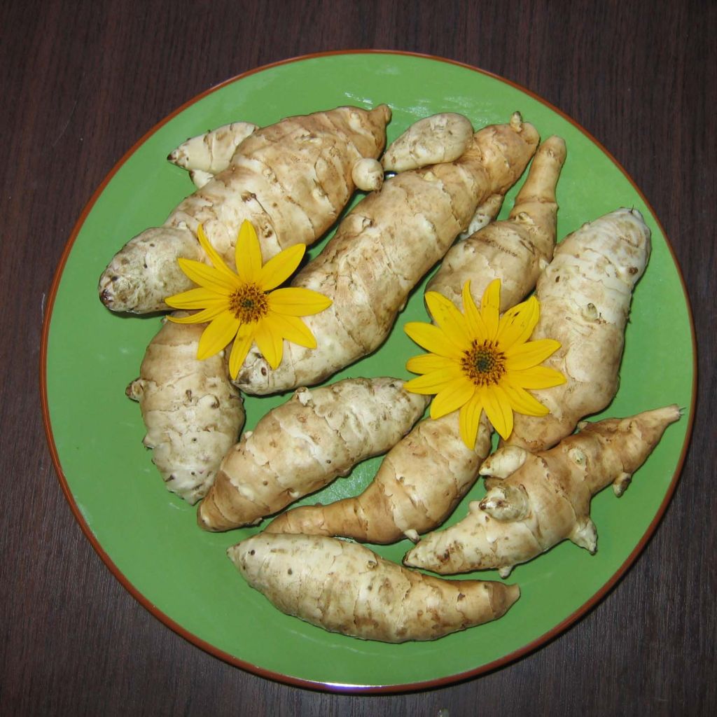 Jerusalem Artichokes - Helianthus tuberosus