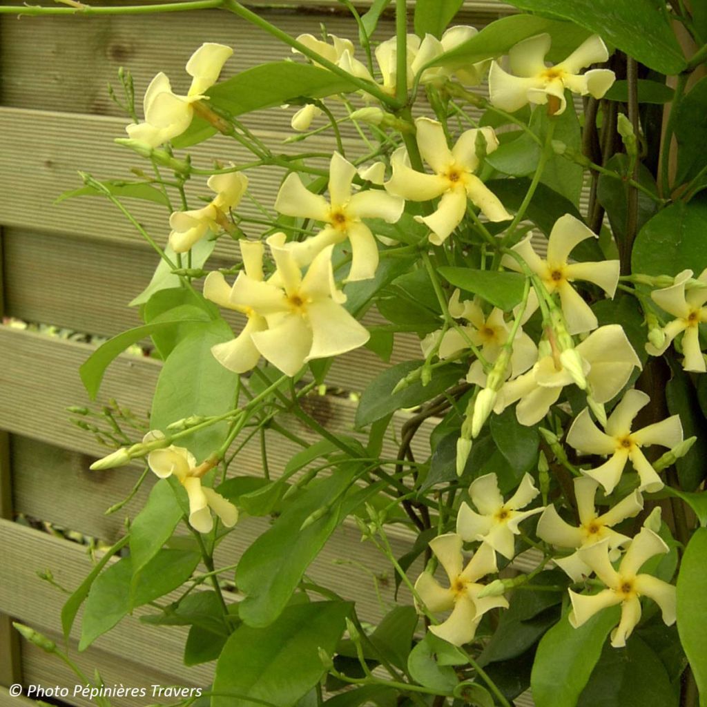 Trachelospermum jasminoides Star of Toscane - Star Jasmine