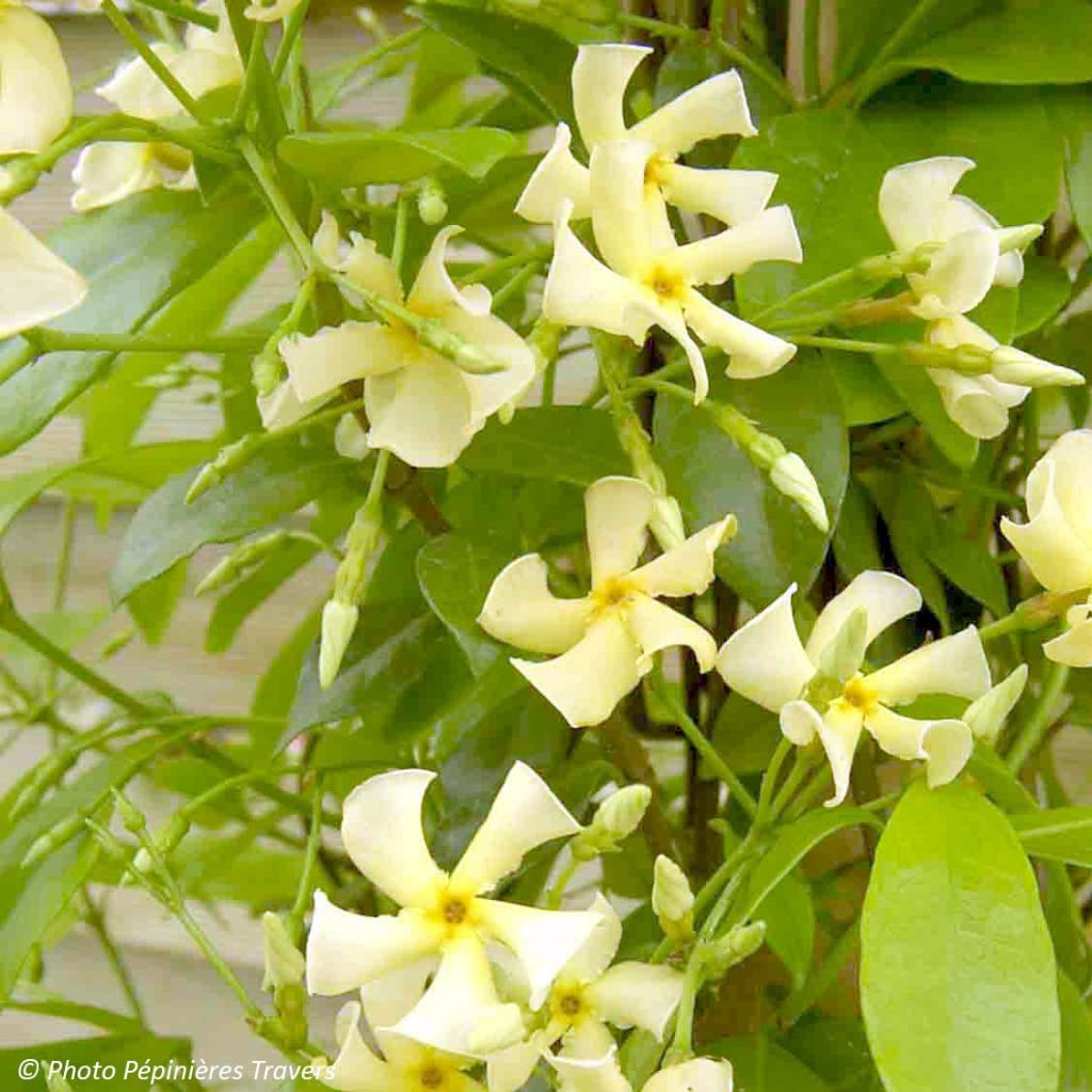 Trachelospermum jasminoides Star of Toscane - Star Jasmine
