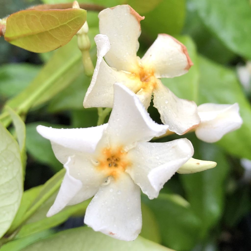 Trachelospermum jasminoides Star of Toscane - Star Jasmine
