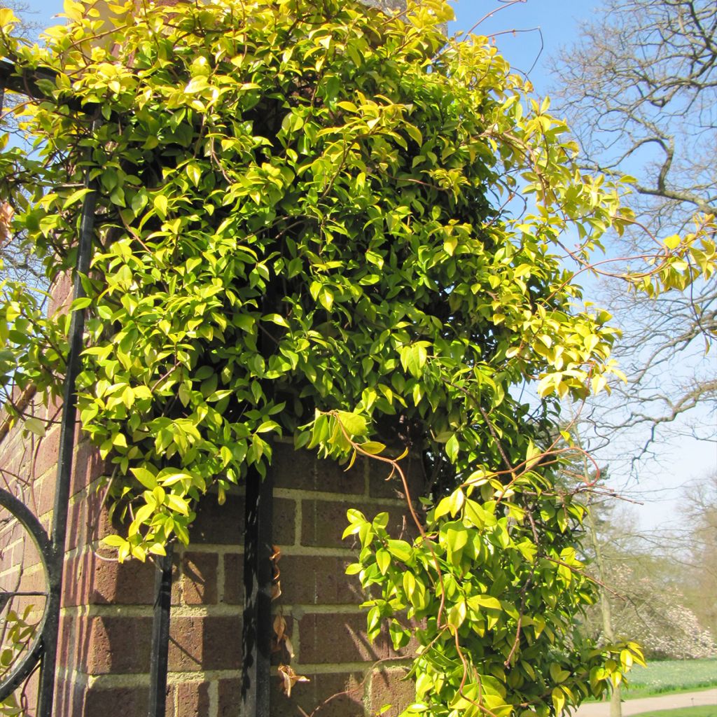 Trachelospermum asiaticum Golden Memories - Asian Jasmine