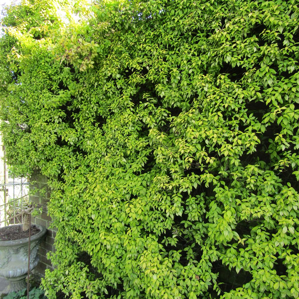 Trachelospermum asiaticum Golden Memories - Asian Jasmine