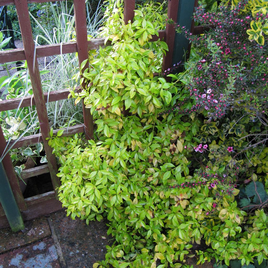 Trachelospermum asiaticum Golden Memories - Asian Jasmine